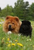 CHOW CHOW 467